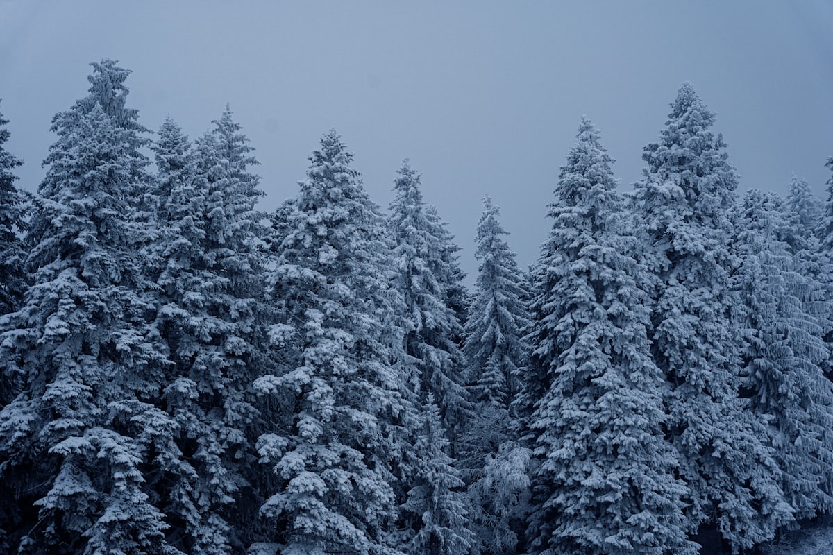 Foresta coperta di neve al tramonto sopra Valmorel