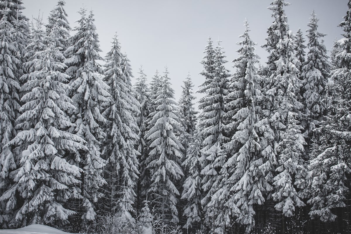 Foresta coperta di neve sulle pendici di Les Arcs, Tarentaise