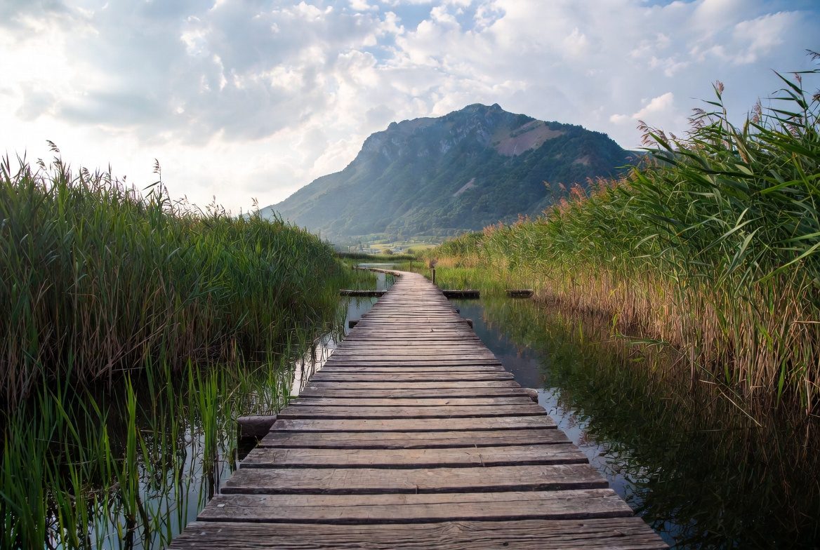 Zone humide et roselières aux lacs de Saint-Jean-de-Chevelu, Savoie
